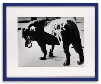DAIDO MORIYAMA (1938- ) Stray Dog, Misawa.